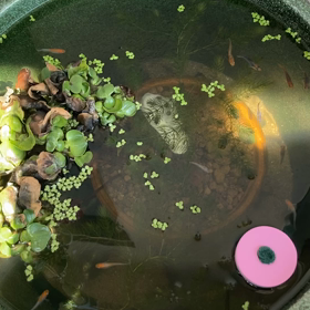 4月9日、春爛漫&産卵床セット完了！の画像