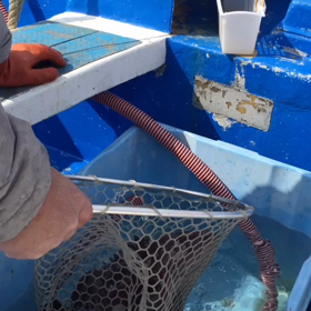 明日午後から出船ですの画像