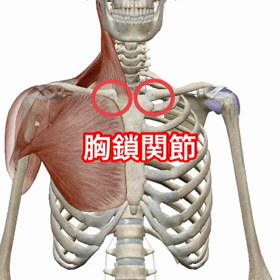 肩甲骨はどこを中心に動いているのか 胸鎖関節の役割 競泳専門 体幹コアトレーナーのblog