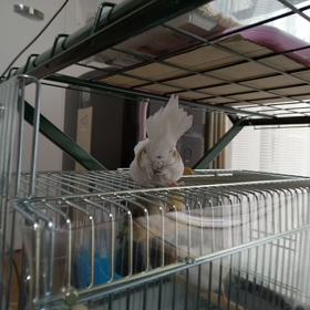 詩、うた、歌の画像