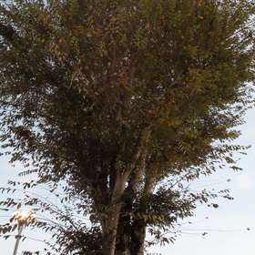 睡魔に勝てずの画像