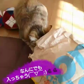 可愛い～♥️の画像