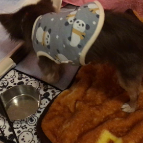 ☆愛犬 寿珠(じゅじゅ)からのクリスマスプレゼント☆の画像