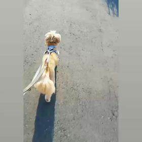 タピんぽ♪の画像