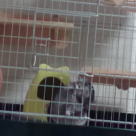 ピカチュウの画像