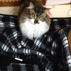 ふふふ…動くアキたんの画像