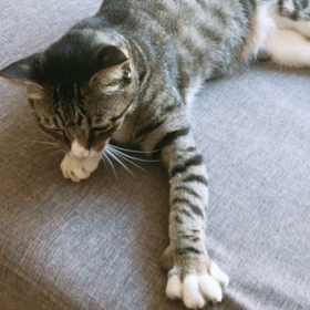 休日の猫とわたしの画像