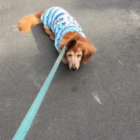 お散歩嫌いのチップ君   からの   吉スタの画像