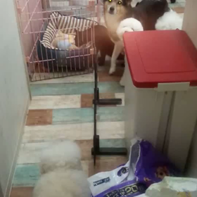 8月20日  お嬢ちゃんお泊まりへの画像