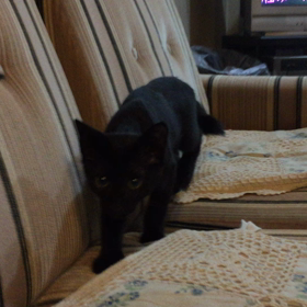 猫なのにの画像