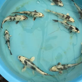 どれがいい？の画像