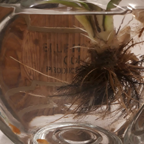 ☆待ちに待ったメダカちゃん☆の画像