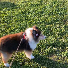 散歩が息抜きの画像