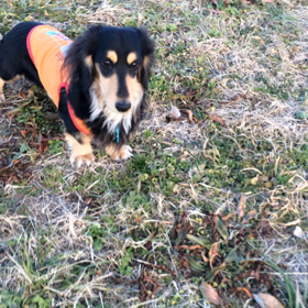 走り回る姿の画像