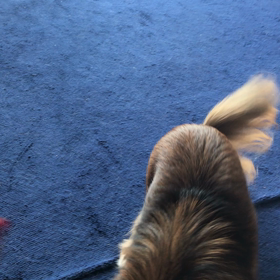 ルイくんの特技の画像