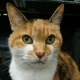 三毛猫クーちゃんの独り言の画像