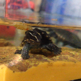 ワイルドたにし！の画像