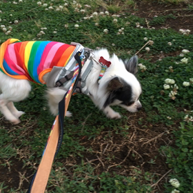 ぴょんっての画像