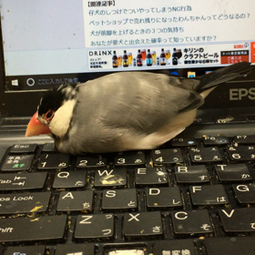 アヒル寝の画像