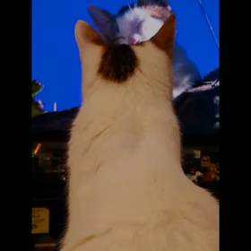 ♈<新・プレオ物語⚛️The New Preo Story 2019>の画像