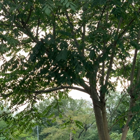 野生のリスの画像