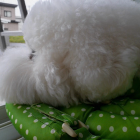 雨なので外をみる犬の画像