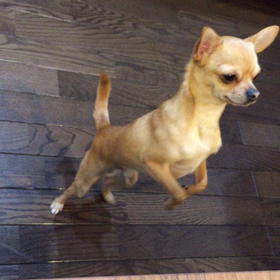 気になる苺の画像