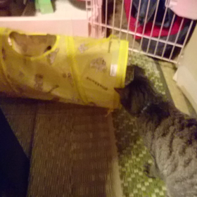 トンネルと格闘する心春の画像