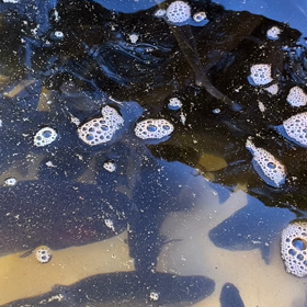 ぼちぼちと良く釣れています！の画像