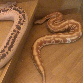 大きなヘビにの画像