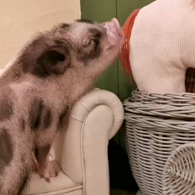 マイクロブタのガキ大将の画像