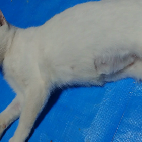 島っ子『しまちゃん』の画像