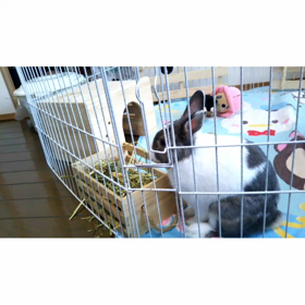 チモシー＆アルファルファの画像