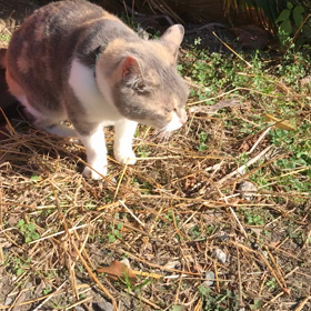 ミーコだよん。の画像