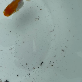 どぼんの画像