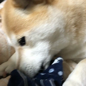 楽しみと言えばの画像