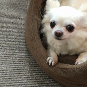 ぴろぴろの画像