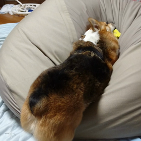 一応、ソファーなんですけど…の画像