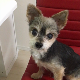 ごはんが食べれるようになりましたの画像