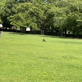 チャレンジトライアルリレー練習⑩の画像