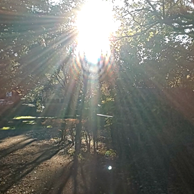 午後の光の画像