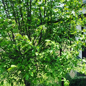 昼過ぎのイマカゼの画像