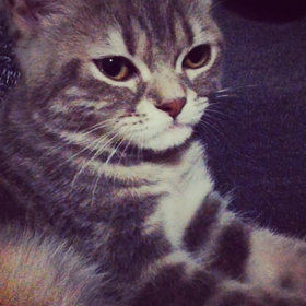 猫チビのブーブーふみふみの画像