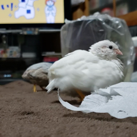 もふチリふたつ❗の画像