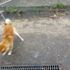 立つはなちゃん 12月29日撮影の画像