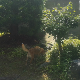 ただただ気持ちの良い朝の時間。それだけ。の画像