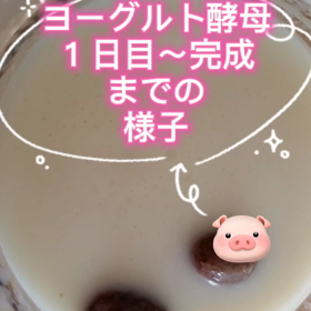 ヨーグルト酵母完成(ミニ動画)の画像