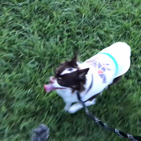 ♪お散歩動画♪代々木公園♪の画像