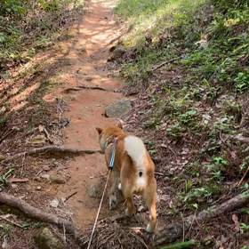 今日の散歩続きの画像
