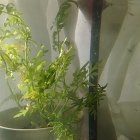 針子はゾウリムシが凄いの画像